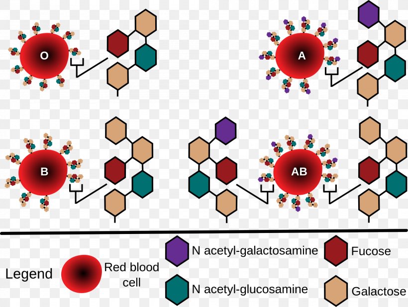 Blood Type Human Blood Group Systems Red Blood Cell ABO Antigen, PNG, 2000x1509px, Watercolor, Cartoon, Flower, Frame, Heart Download Free