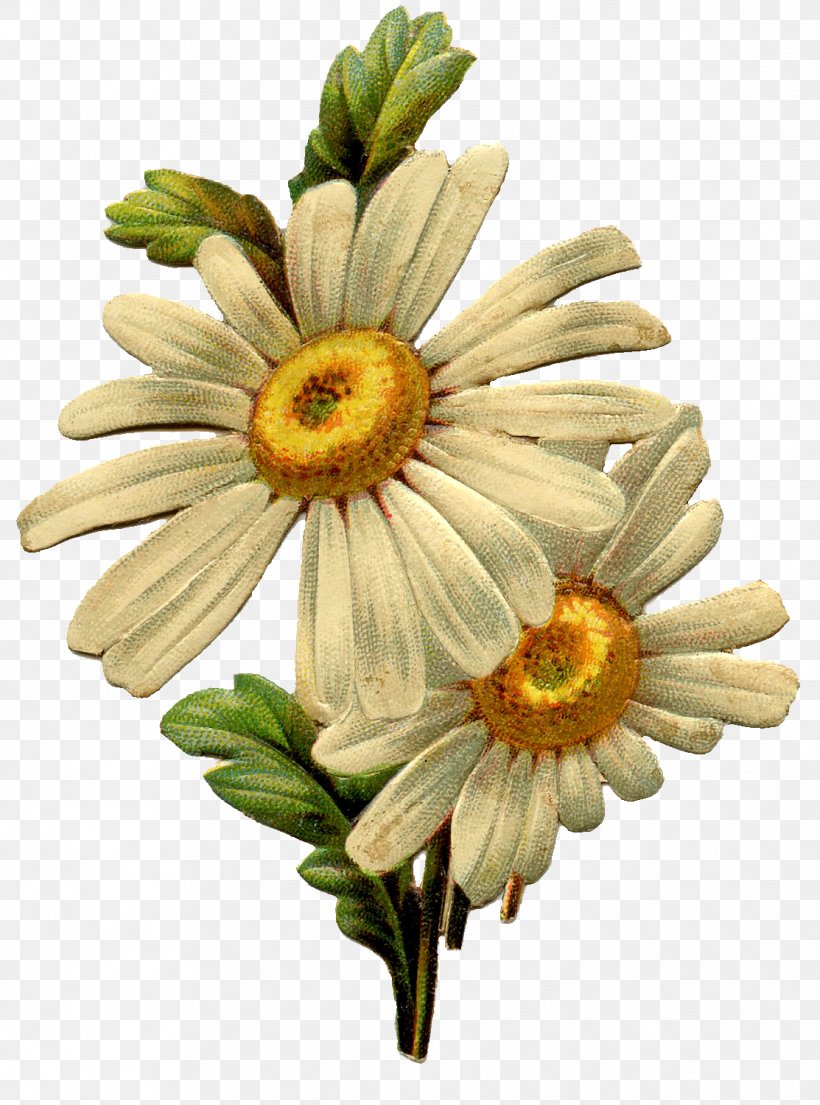 Common Daisy Vintage Clothing Antique Clip Art, PNG, 1113x1500px, Common Daisy, Antique, Chrysanths, Cut Flowers, Daisy Download Free