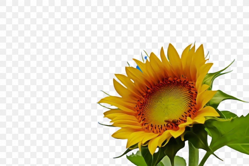 Drawing Of Family, PNG, 2448x1632px, Sunflower, Annual Plant, Art, Asterales, Bloom Download Free