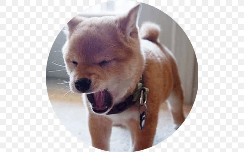 Shiba Inu Puppy Cam Shiba Inu Puppy Cam Chihuahua Akita, PNG, 512x512px, Shiba Inu, Akita, Akita Inu, Animal Shelter, Breed Download Free
