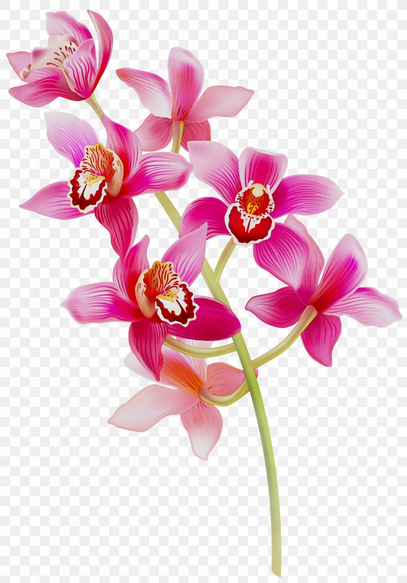 Phalaenopsis Equestris Cut Flowers Spathoglottis Dendrobium, PNG, 2442x3500px, Phalaenopsis Equestris, Artificial Flower, Botany, Cattleya, Cattleya Orchids Download Free