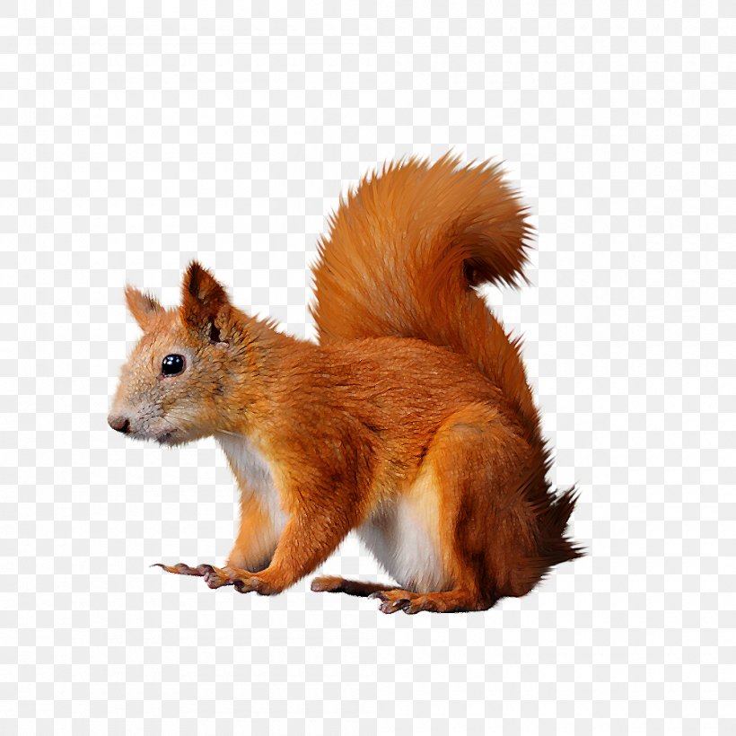 Squirrel Computer Mouse Clip Art, PNG, 1000x1000px, Tree Squirrels, Dhole, Digital Image, Dots Per Inch, Fauna Download Free