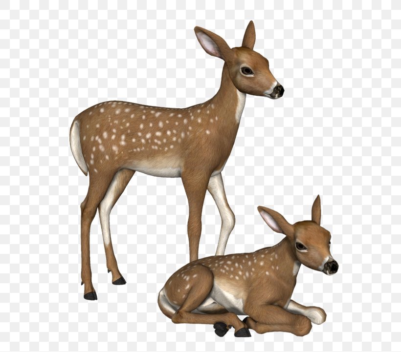 White-tailed Deer Clip Art, PNG, 623x721px, Whitetailed Deer, Animal Figure, Antelope, Deer, Fauna Download Free