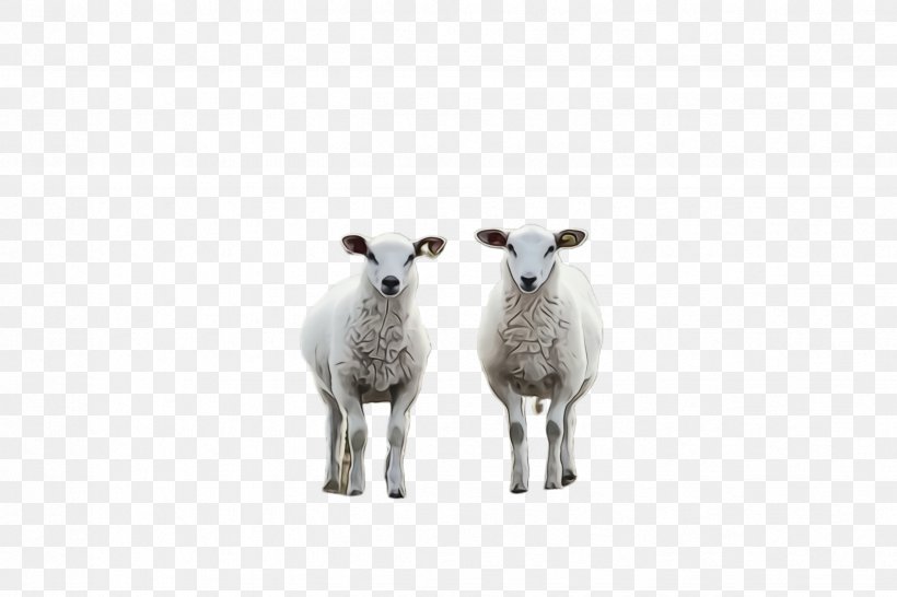 Eid Ul Adha Sheep, PNG, 2448x1632px, Sheep, Animal Figure, Cowgoat Family, Dhu Al Hijjah, Eid Al Adha Download Free