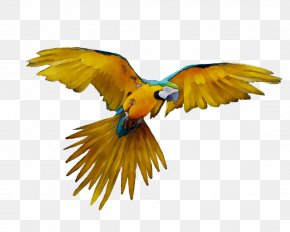 Amazon Parrot Bird Sellecta Rovani Macaw, Png, 522x686px, Parrot 