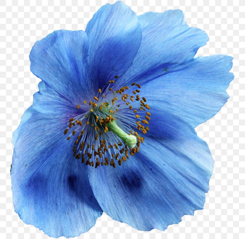 Sky Blue Flower Clip Art, PNG, 755x800px, Blue, Blossom, Blue Rose, Color, Flower Download Free