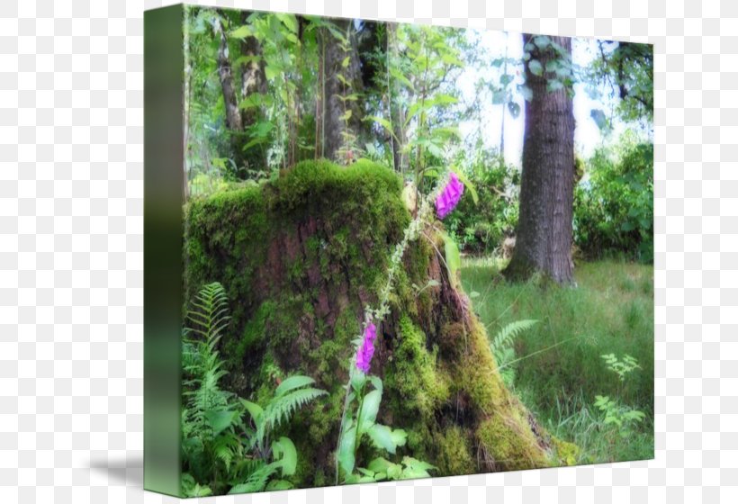Biome Rainforest Botanical Garden Vegetation Flora, PNG, 650x560px, Biome, Botanical Garden, Botany, Ecosystem, Flora Download Free