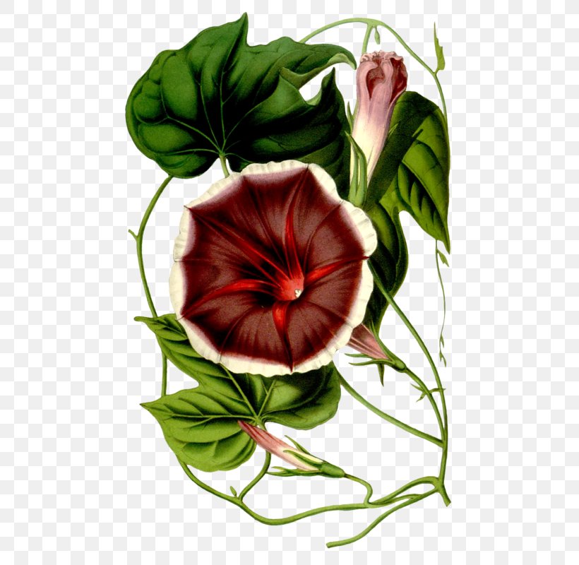 Botany Flore Des Serres Et Des Jardins De L'Europe Painter, PNG, 498x800px, Botany, Art, Botanical Garden, Botanical Illustration, Botanist Download Free