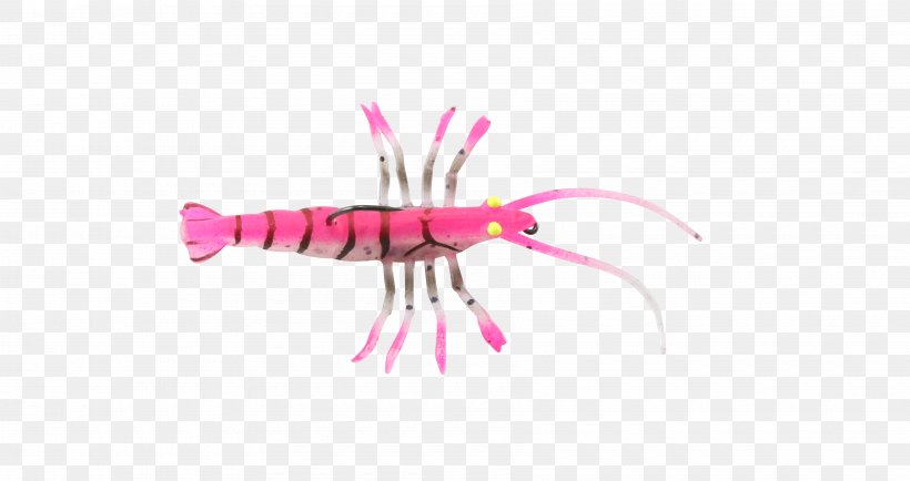 Decapoda Insect Pink M Finger, PNG, 3600x1908px, Decapoda, Finger, Insect, Invertebrate, Joint Download Free