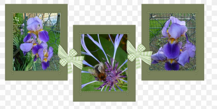 Floral Design Cut Flowers Picture Frames Wildflower, PNG, 1000x503px, Floral Design, Cut Flowers, Family, Flora, Floristry Download Free