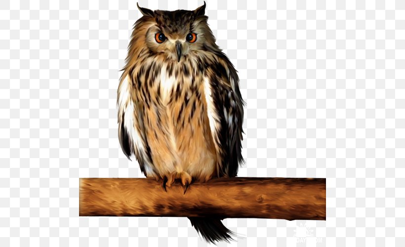 Little Owl Barn Owl Tawny Owl Clip Art, PNG, 500x500px, Owl, Animal, Barn Owl, Barred Owl, Beak Download Free