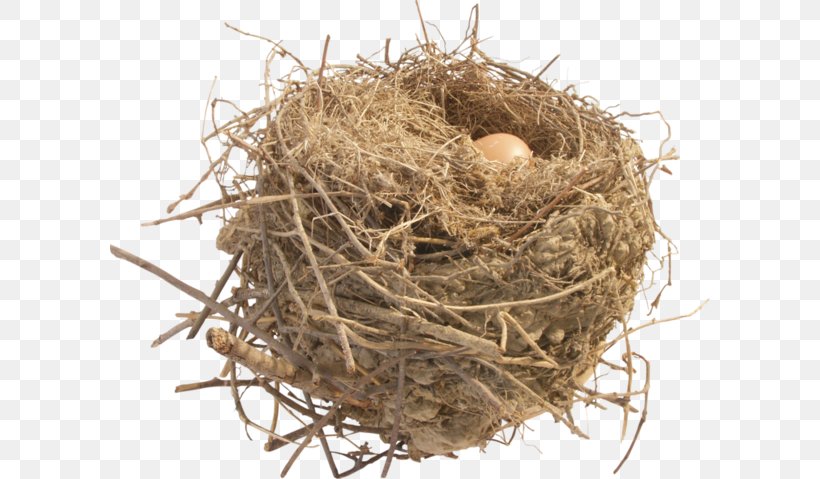 Nest Clip Art, PNG, 600x479px, Nest, Bird Nest, Image File Formats, Straw, Twig Download Free