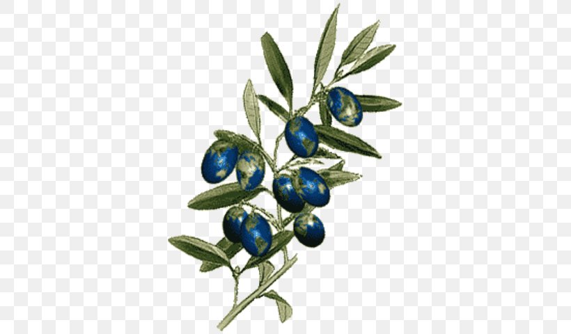 Olive Branch Petition Boston Massacre Laugh Your Head Off Bilberry Colony, PNG, 345x480px, Olive Branch Petition, Berry, Bilberry, Boston Massacre, Branch Download Free