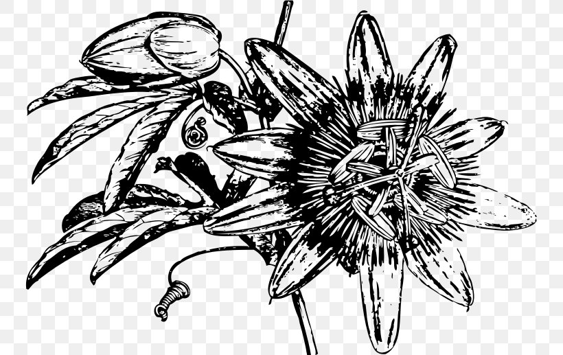 Passiflora Caerulea Flower Passion Fruit Clip Art, PNG, 745x517px, Passiflora Caerulea, Art, Artwork, Black And White, Cut Flowers Download Free