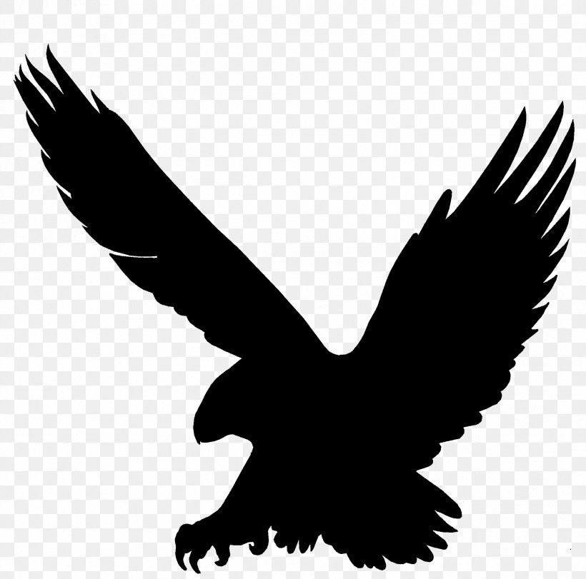 Bald Eagle Beak Fauna Font, PNG, 2433x2408px, Bald Eagle, Accipitridae, Accipitriformes, Beak, Bird Download Free