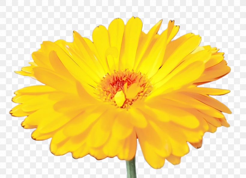 Blossom Background, PNG, 2352x1700px, Marigold, Annual Plant, Barberton Daisy, Bloom, Blossom Download Free