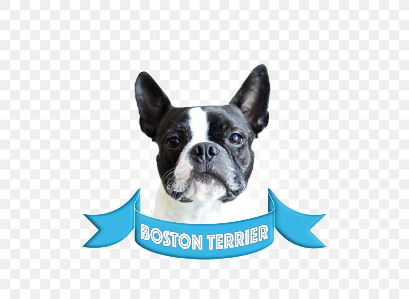 Boston Terrier French Bulldog Bull Terrier Companion Dog American Staffordshire Terrier, PNG, 600x600px, Boston Terrier, American Staffordshire Terrier, Bull Terrier, Bulldog, Carnivoran Download Free