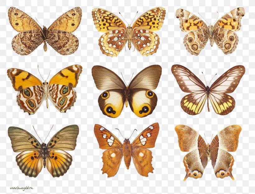 Butterfly Moth Decoupage, PNG, 2321x1768px, Butterfly, Art, Arthropod, Brush Footed Butterfly, Butterflies And Moths Download Free