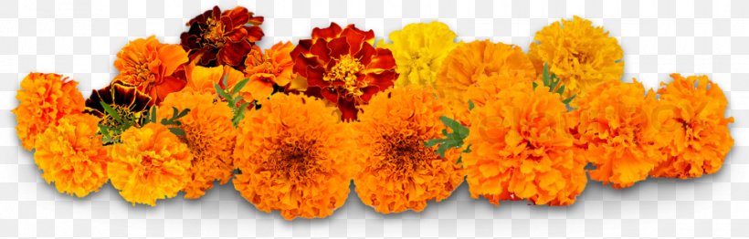 Flower Delivery Puja Petal Marigold, PNG, 970x311px, Flower, Calendula,  Flower Delivery, Homa, Marigold Download Free