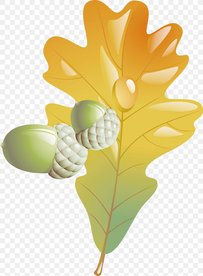 Leaf Yellow Plant Flower Tree, PNG, 2212x3000px, Leaf, Flower, Fruit, Grape, Grapevine Family Download Free
