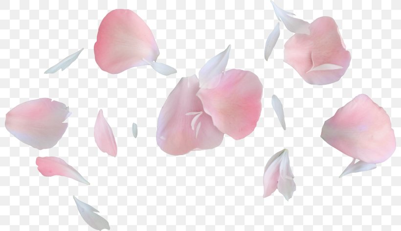 Petal Flower Heaven, Garden Roses, PNG, 800x472px, Petal, Blog, Cut Flowers, Florist, Flower Download Free