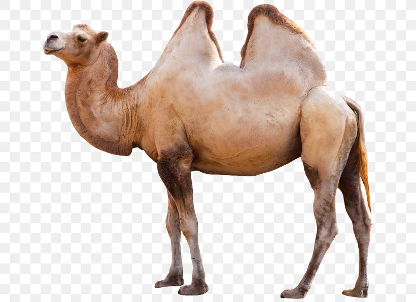 Dromedary Bactrian Camel, PNG, 651x596px, Dromedary, Animal, Arabian Camel, Bactrian Camel, Camel Download Free