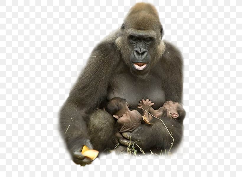Gorilla Primate Ape Monkey Animal, PNG, 498x600px, Gorilla, Animal, Ape, Elephant, Fur Download Free
