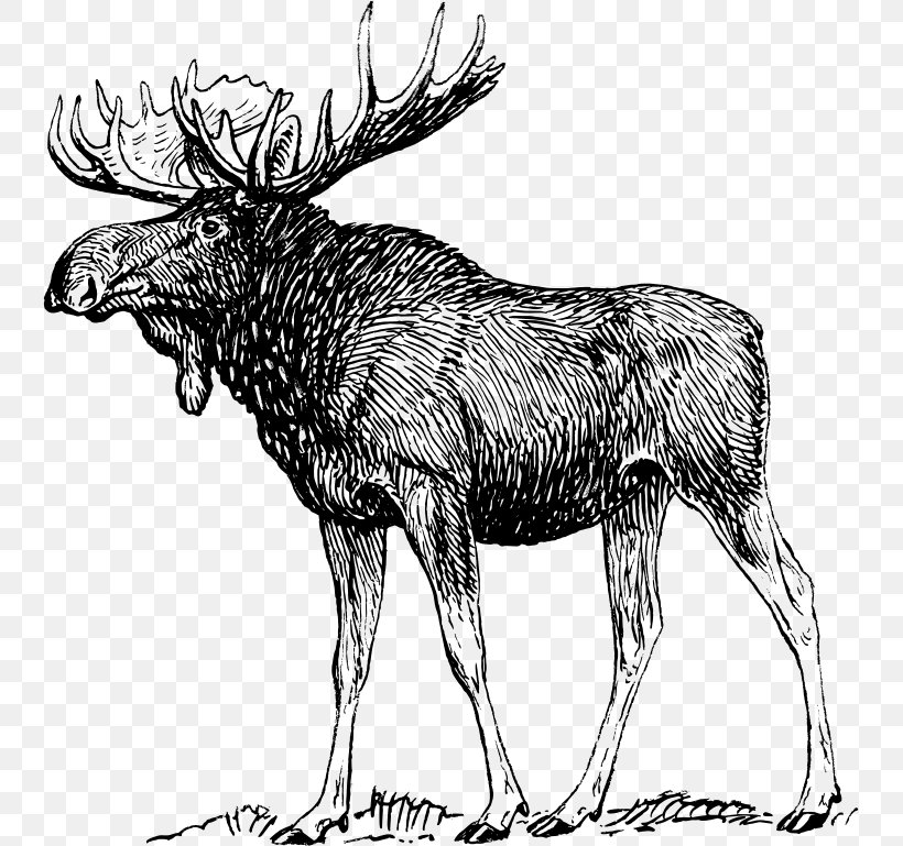 Moose Elk Reindeer, PNG, 741x769px, Moose, Antler, Black And White, Cattle Like Mammal, Deer Download Free