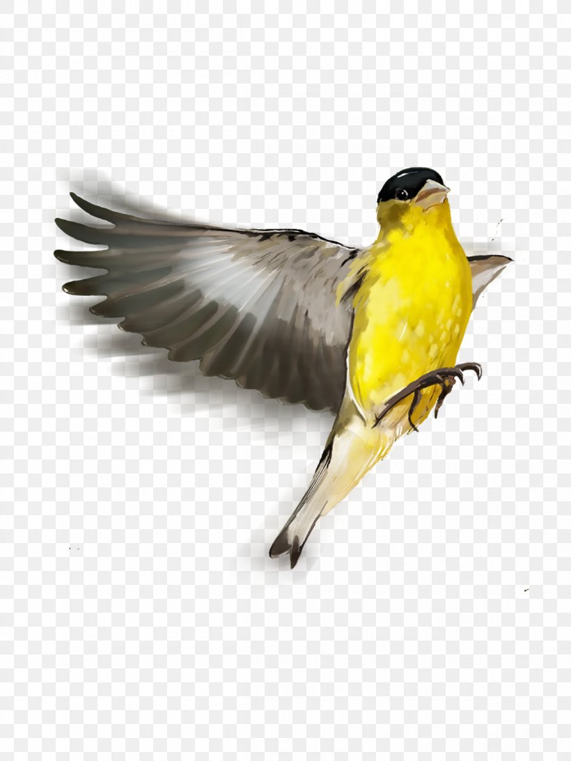 Songbird Finch Old World Oriole Beak, PNG, 1200x1600px, Bird, Beak, Editing, Email, Fauna Download Free