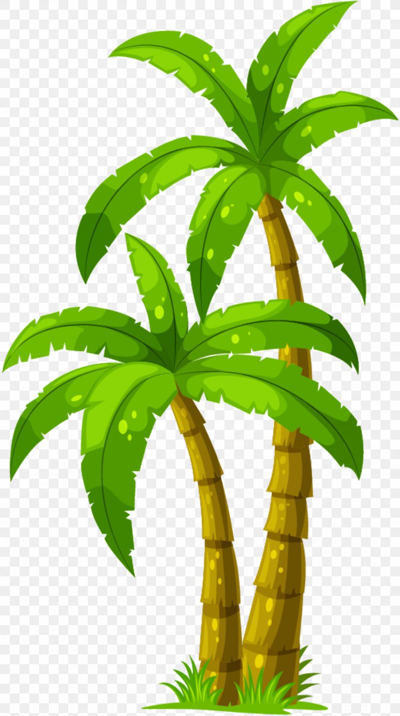 Vector Graphics Palm Trees Drawing Stock Illustration, PNG, 1841x3293px, Palm Trees, Arecales, Botany, Cartoon, Coconut Download Free