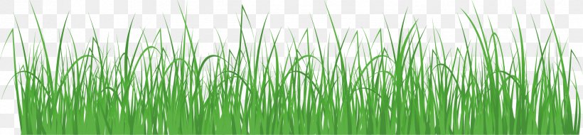Wheatgrass Meadow Royalty-free, PNG, 2346x545px, Grass, Chemical Element, Chrysopogon Zizanioides, Colourbox Gmbh, Commodity Download Free