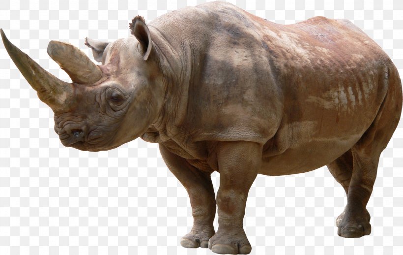 Black Rhinoceros Clip Art, PNG, 2304x1458px, Rhinoceros, Animal, Black Rhinoceros, Cattle Like Mammal, Fauna Download Free