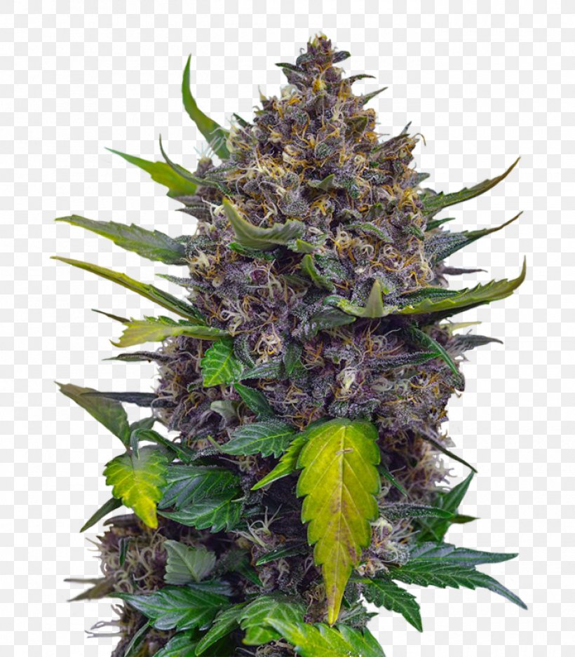 Cannabis Skunk Seed Cultivar Plant, PNG, 1400x1600px, Cannabis, Bud, Cultivar, Darkdevil, Google Download Free