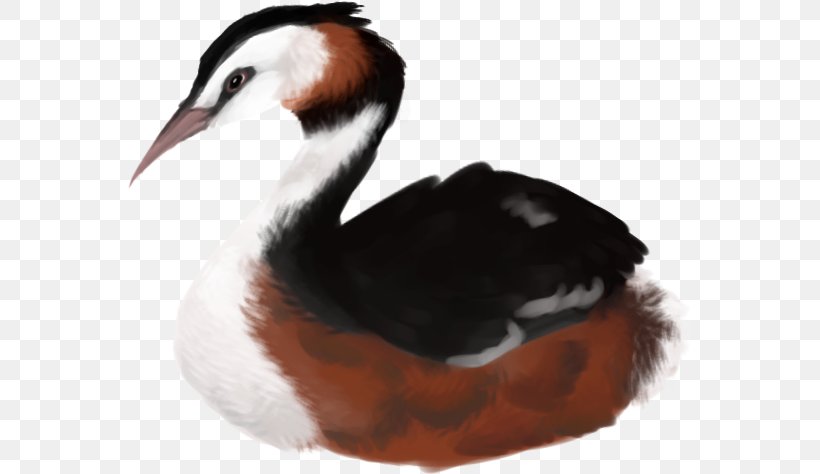 Duck Cartoon, PNG, 565x474px, Duck, Beak, Bird, Ducks Geese And Swans, Feather Download Free