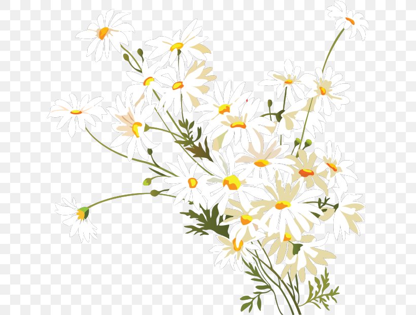 Flower Chamomile Common Daisy Clip Art, PNG, 640x620px, Flower, Branch, Chamaemelum Nobile, Chamomile, Common Daisy Download Free