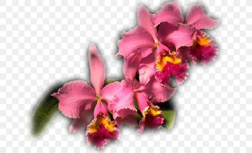 Imam Вишивка стрічками Embroidery Crimson Cattleya Cross-stitch, PNG, 650x500px, Imam, Ali, Ali Alridha, Allah, Cattleya Download Free