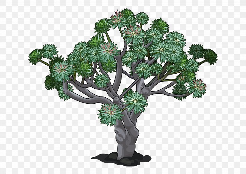 Canary Islands Euphorbia Canariensis Euphorbia Balsamifera Dragon Tree Plant, PNG, 3508x2480px, Canary Islands, Bonsai, Branch, Dracaena, Dragon Tree Download Free