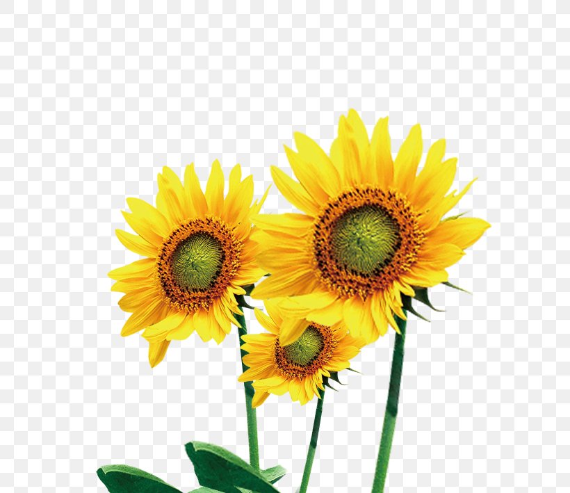Common Sunflower, PNG, 709x709px, Common Sunflower, Annual Plant, Asterales, Cut Flowers, Daisy Family Download Free