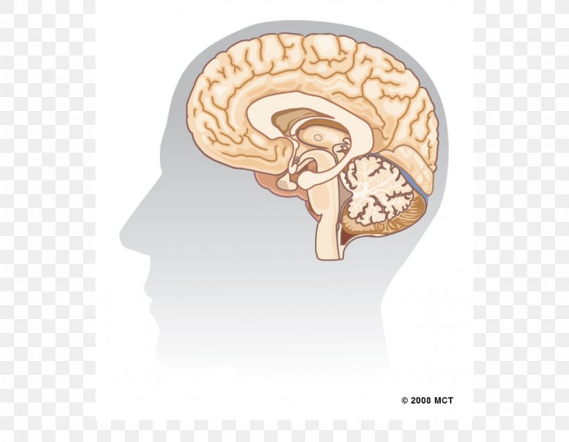 Human Brain Hippocampus Agy Neuron, PNG, 1024x796px, Watercolor, Cartoon, Flower, Frame, Heart Download Free