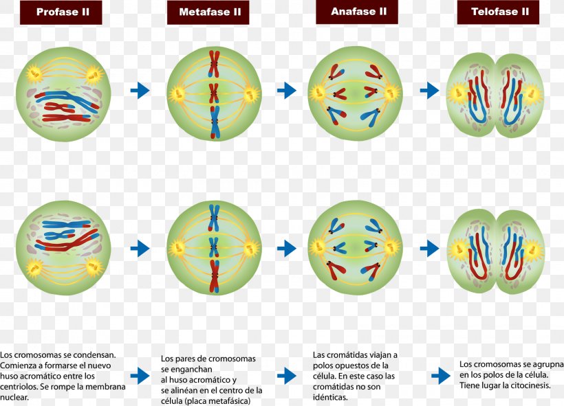 Meiosis Prophase Mitosis Cell Division Chromosome, PNG, 1600x1154px, Meiosis, Anaphase, Ball, Biology, Cell Download Free