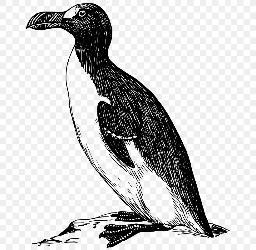 Penguin Great Auk Clip Art, PNG, 653x800px, Penguin, Auk, Beak, Bird, Black And White Download Free