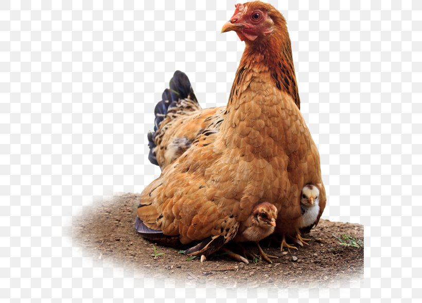 Rooster Jærhøns Egg Carton Battery Cage, PNG, 594x589px, Rooster, Battery Cage, Beak, Bird, Chicken Download Free