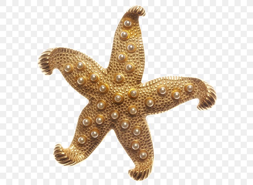 Sarajevo Starfish Marine Invertebrates Echinoderm, PNG, 600x600px, Sarajevo, Animal, Apartment, Bosnia And Herzegovina, Echinoderm Download Free