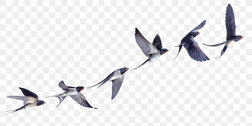 Barn Swallow Bird Flight Bird Flight, PNG, 1514x760px, Swallow, Barn Swallow, Beak, Bird, Bird Flight Download Free