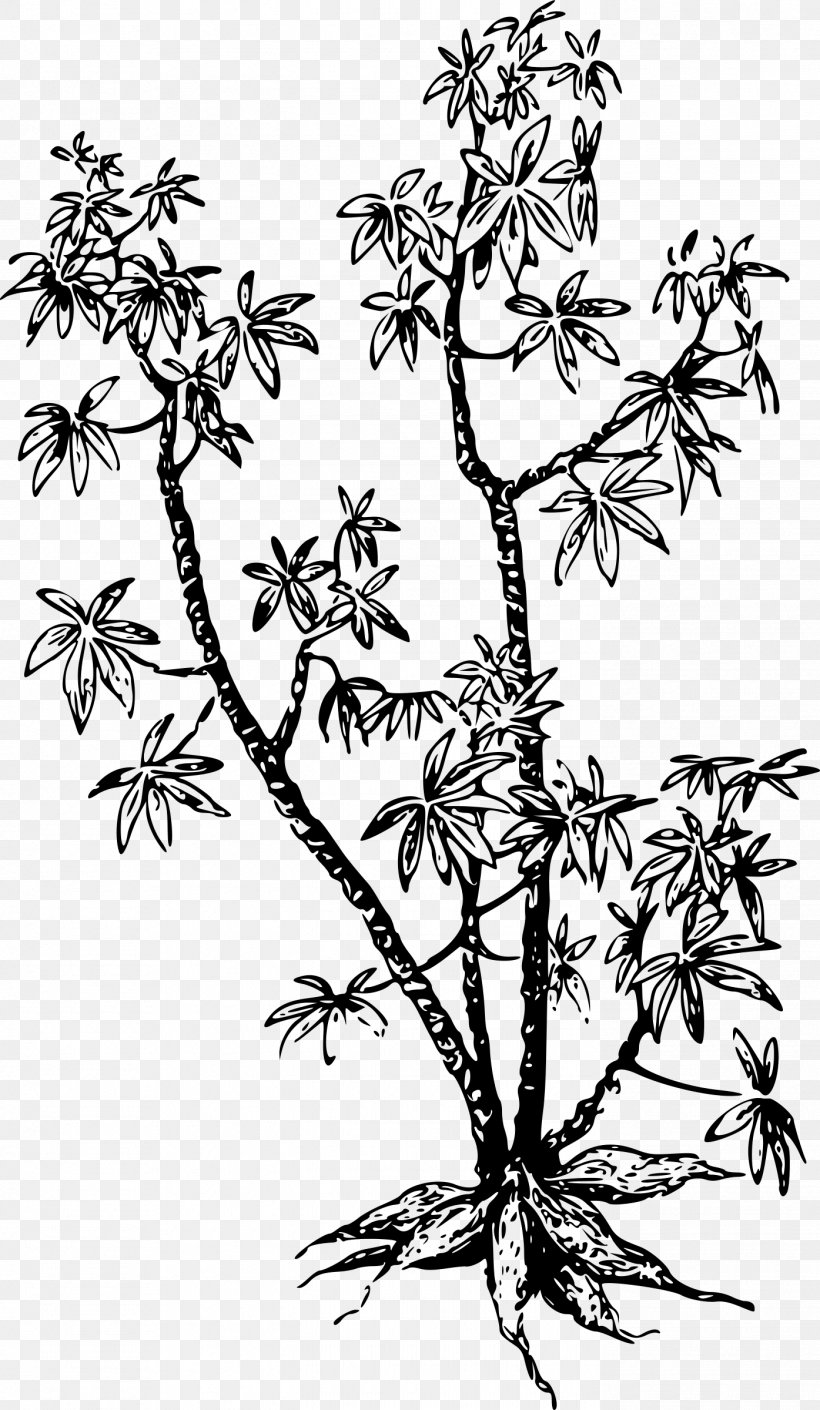 Cassava Plant Arrowroot Tuber Clip Art, PNG, 1395x2400px, Cassava, Arrowroot, Black And White, Branch, Flora Download Free