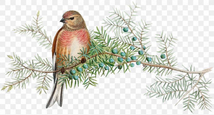 Christmas Ornament Spruce Feather Fauna Beak, PNG, 2400x1296px, Christmas Ornament, Beak, Bird, Branch, Christmas Download Free