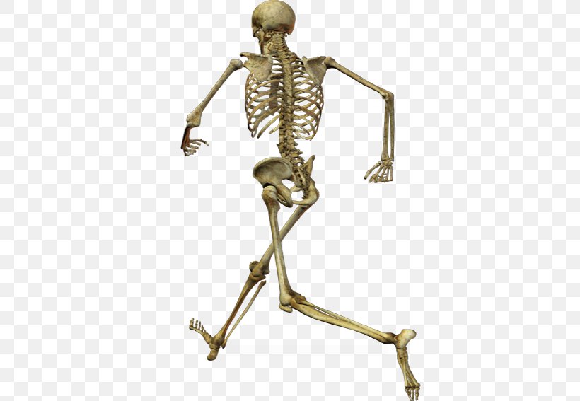 Human Skeleton Skull Homo Sapiens, PNG, 567x567px, Skeleton, Anatomy, Brass, Depositphotos, Facial Expression Download Free