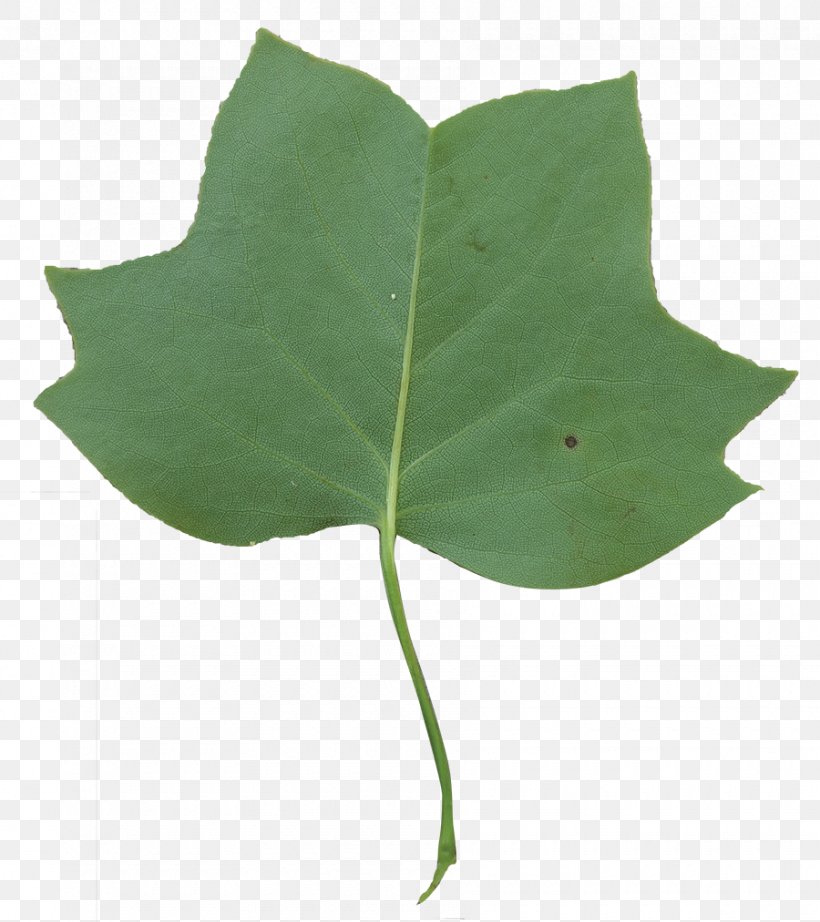 Leaf Liriodendron Tulipifera Tree Flowering Dogwood, PNG, 900x1012px, Leaf, Bark, Cottonwood, Deciduous, Dogwood Download Free
