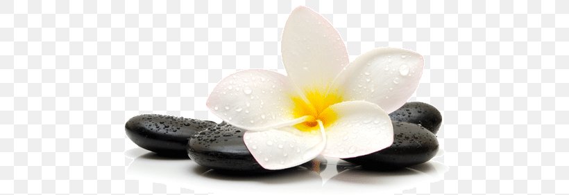 Massage Healing Therapy Spa Reflexology, PNG, 535x282px, Massage, Alternative Health Services, Aromatherapy, Flower, Foot Download Free