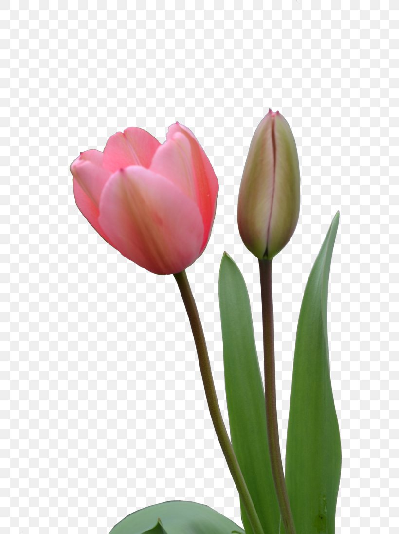 Tulip Flower Clip Art, PNG, 730x1095px, Tulip, Bud, Bulb, Cut Flowers, Flower Download Free